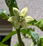Chili Blüte